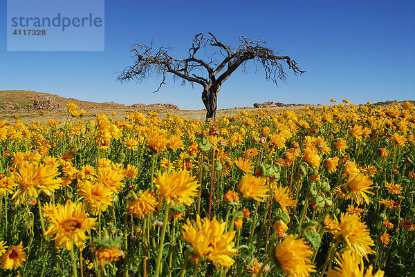 Blühende Sonnenblumen nach Regen in der Namib  Aus  Namibia