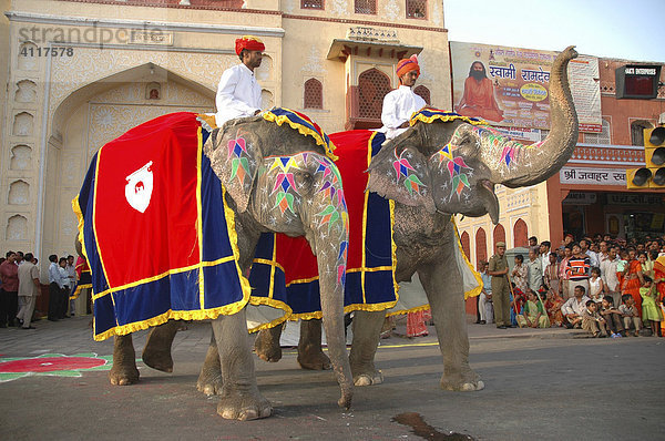 Elefanten auf dem Gangaur-Festival  Jaipur  Rajasthan  Indien