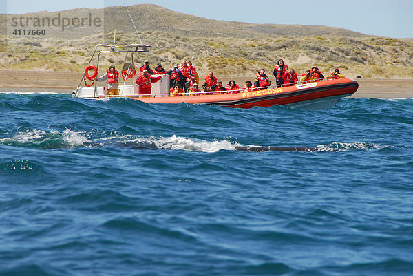 Touristen auf Boot beobachten südlichen Glattwal (Southern Right Whale)  Península Valdés  Provinz Chubut  Patagonien  Argentinien