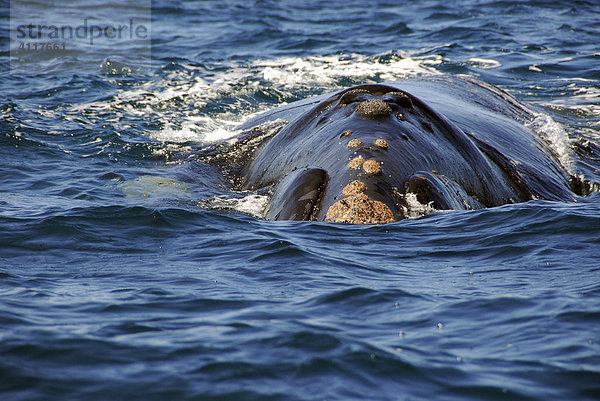 Südlicher Glattwal (Southern Right Whale)  Península Valdés  Provinz Chubut  Patagonien  Argentinien