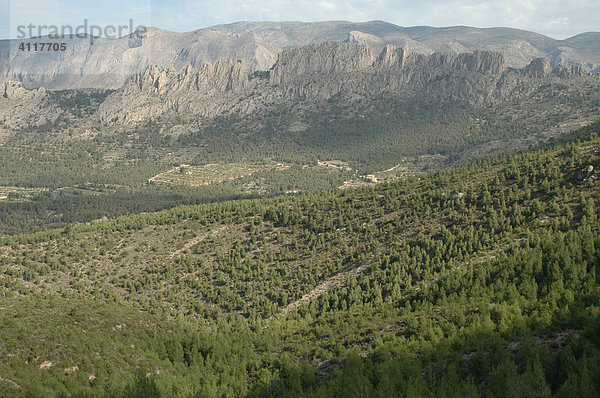 Waldlandschaft am Puig Campana  Costa Blanca  Spanien  Europa