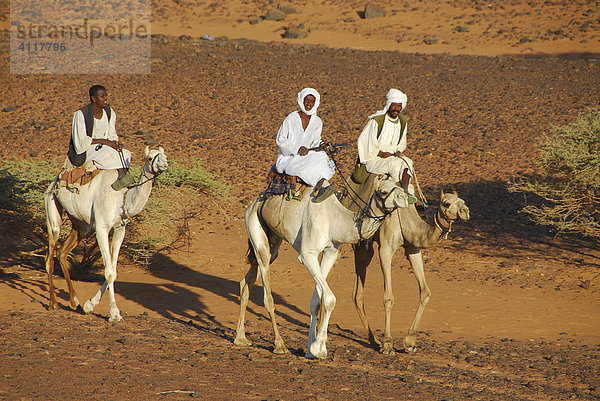 Nomaden auf Kamelen  Meroe  Sudan  Afrika