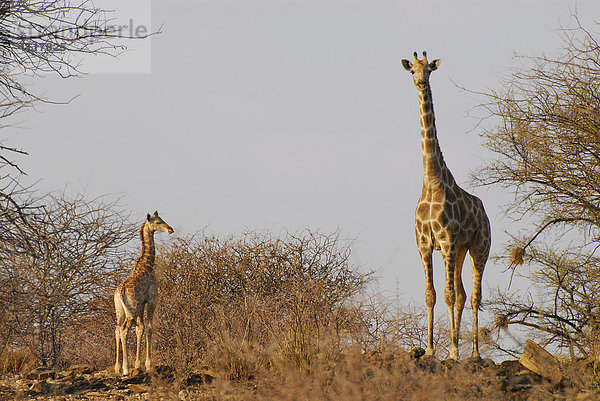 Giraffenmutter (Giraffa camelopardalis) mit Kind auf einer Wildfarm bei Okahandja  Namibia  Afrika