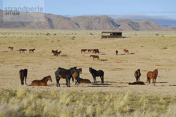 Wildpferde in der Namib-Wüste  Garub  Namibia  Afrika