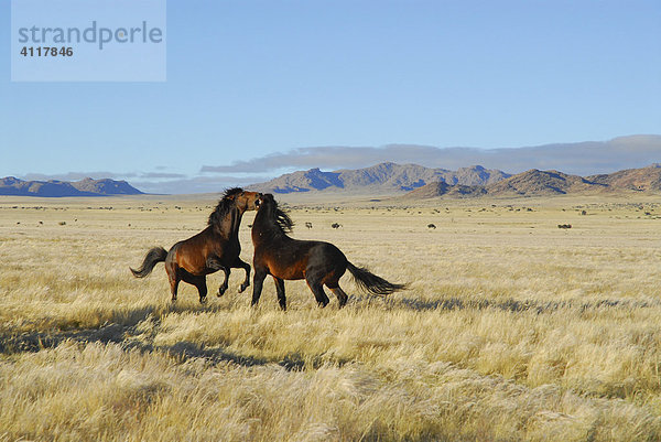 Kämpfende Wildpferde in der Namib-Wüste  Garub  Namibia  Afrika