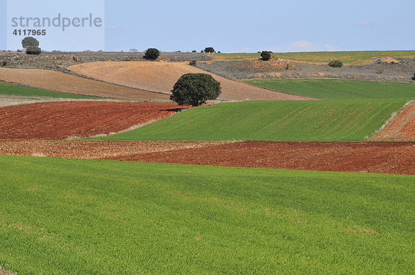 Typische Landschaft bei Alcaraz  Provinz Albacete  Spanien