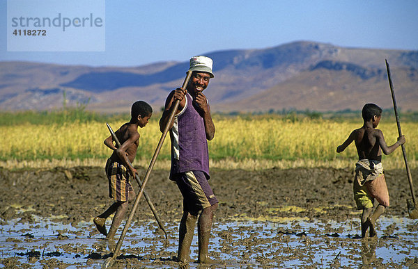 Arbeit auf dem Reisfeld  Madagaskar