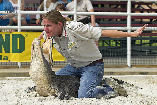 Alligatorshow Gator Wrestling im Vergnügungspark Gatorland  Orlando  Florida  USA