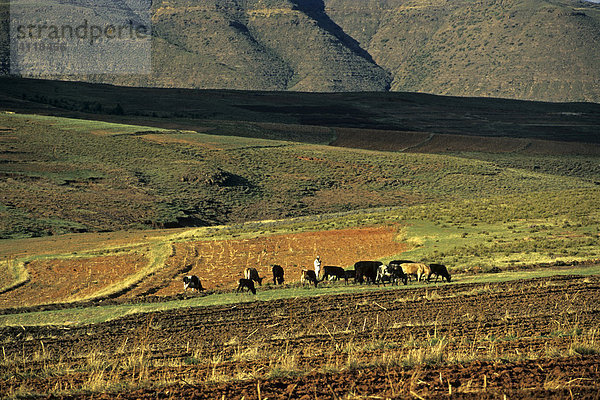 Hirte mit Rindern in den Maluti-Bergen  Lesotho  Afrika