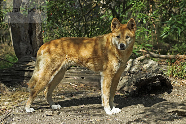 Dingo im Healesville Sanctuary bei Melbourne  Bundesstaat Victoria  Australien
