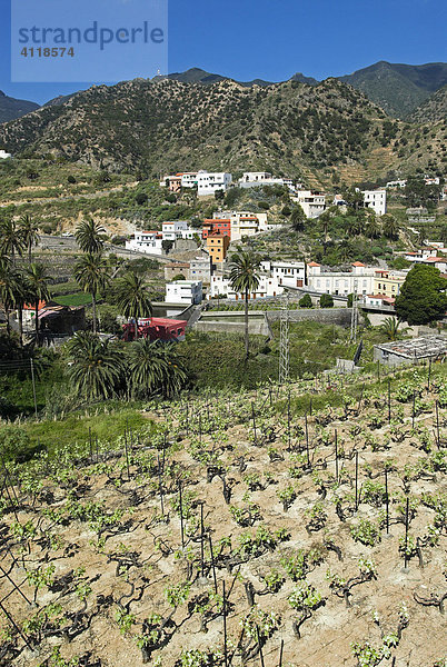Weinbau bei Vallehermoso  Insel La Gomera  Kanarische Inseln  Spanien  Europa Insel La Gomera