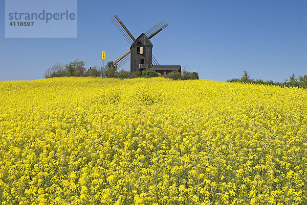 Rapsfeld vor der Mühle von Pudagla  Insel Usedom  Mecklenburg-Vorpommern  Deutschland  Europa