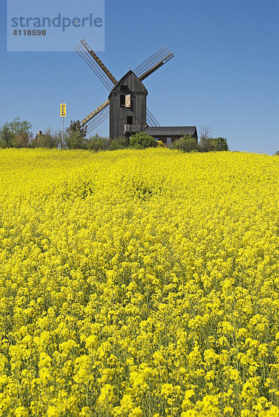 Rapsfeld vor der Mühle von Pudagla  Insel Usedom  Mecklenburg-Vorpommern  Deutschland  Europa