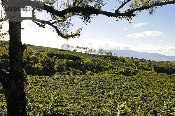 Kaffeeplantage Tres Generaciones in Costa Rica  Mittelamerika