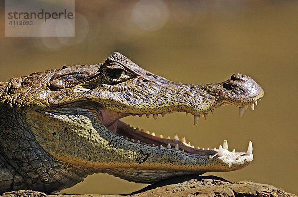 Krokodilkaiman (Caiman crocodilus)