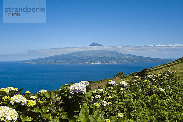 Blick von Faial mit Hortensien auf Insel und Vulkan Pico  Faial  Azoren  Portugal  Atlantischer Ozean