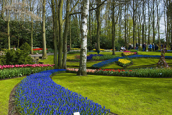 Gartenanlage mit Armenischen Hyazinthen (Muscari Armeniacum) und Tulpen (Tulipa)  Gartenanlage  Keukenhof  Holland  Niederlande  Europa
