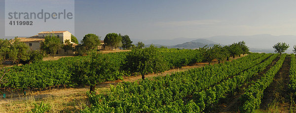 Weingut bei Bonnieux  Provence  Frankreich