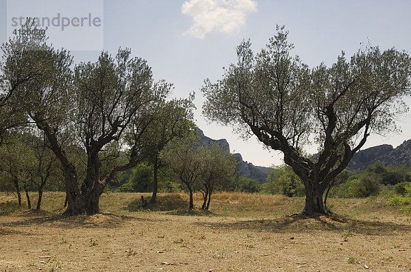 Olivenbäume bei Saint-Remy  Provence  Frankreich