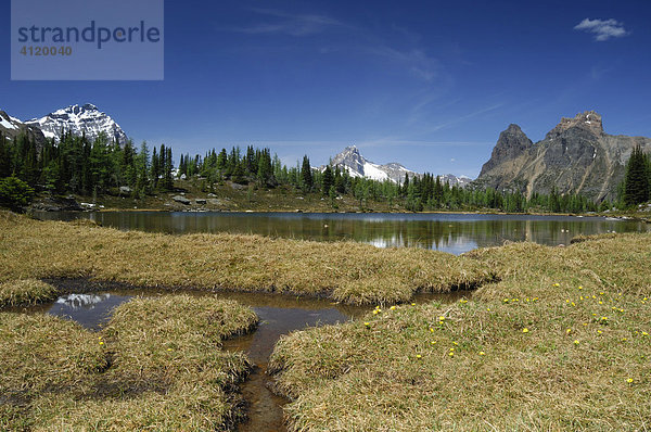 Opabin Plateau  O'Hara See  Yoho Nationalpark  British Columbia  Kanada