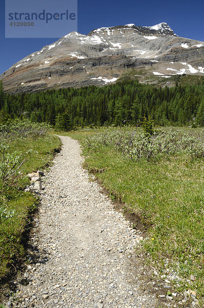 Wanderweg  Lake O'Hara Gegend  Yoho National Park  British Columbia  Kanada