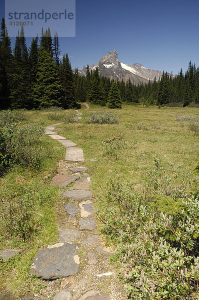 Steinweg neben dem Alpine Club of Canada Elizabeth Parker Hut nahe Lake O'Hara  Yoho Nationalaark  British Columbia  Kanada