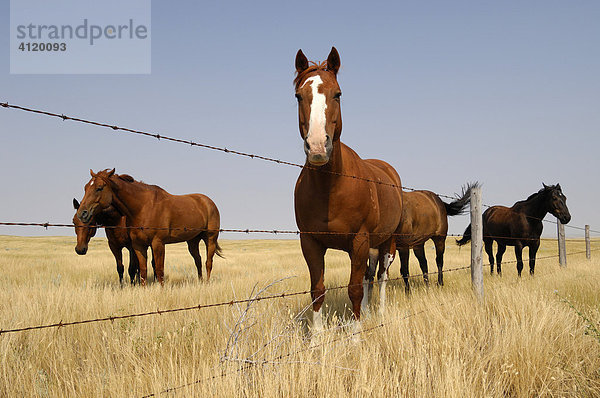 Drei Pferde entlang eines Zauns im offenen Gras auf der Prärie  Southern Saskatchewan  Kanada