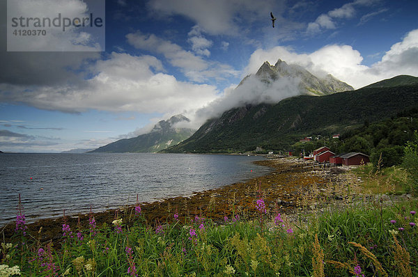 Küstenlandschaft  Lofoten  Norwegen