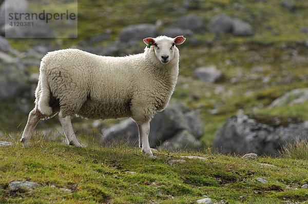 Schaf auf Weide  Norwegen