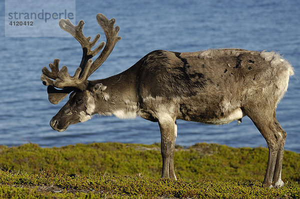 Rentier  Rangifer tarandus  Finnmark  Norwegen