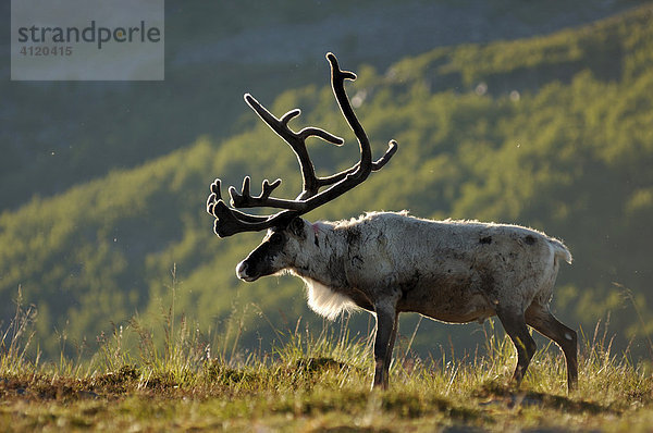 Rentier  Rangifer tarandus  Finnmark  Norwegen