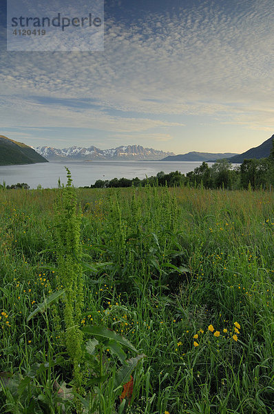 Wiese vor Meer in Kvanangen  Troms  Norwegen