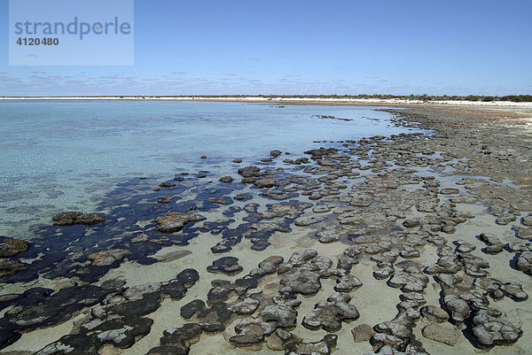 Stromatolithen am Strand  Hamelin Pool Marine Nature Reserve  Shark Bay  Westaustralien  Australien