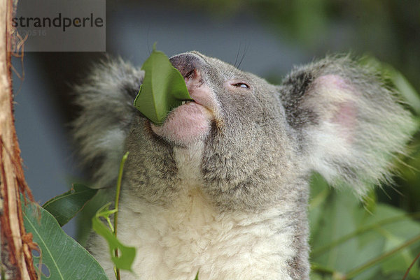 Koala (Phascolarctos cinereus) frisst Eukalyptusblätter  Australien