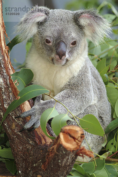 Koala (Phascolarctos cinereus) auf Eukalyptusbaum  Australien