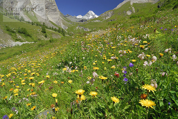 Blumenwiese vor dem Gipfel des Großglockner  Nationalpark Hohe Tauern  Tirol  Österreich