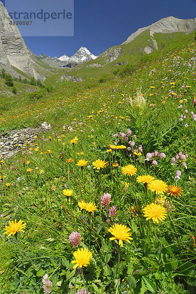 Blumenwiese im Ködnitztal vor dem Gipfel des Großglockner  Nationalpark Hohe Tauern  Tirol  Österreich