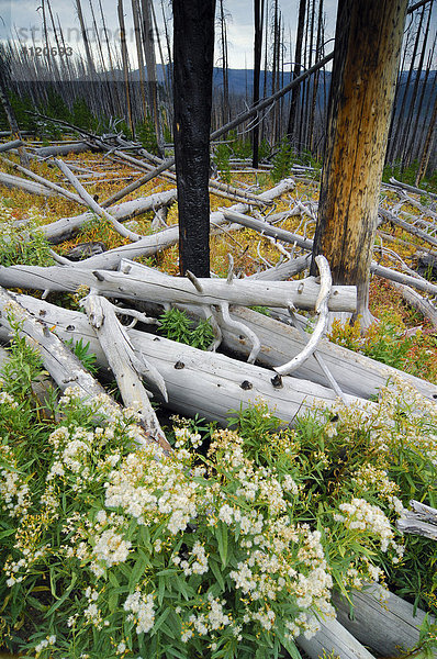 Totholz am Boden nach Waldbrand  Yellowstone Nationalpark  Wyoming  USA  Vereinigte Staaten von Amerika