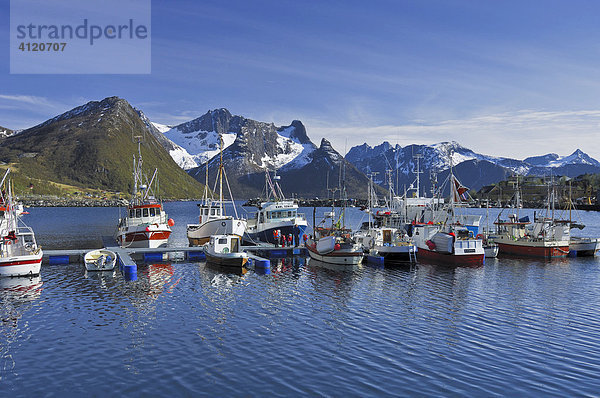 Fischerboote am Anlegesteg  Fischereihafen  Austvagoy  Lofoten  Norwegen  Skandinavien  Europa