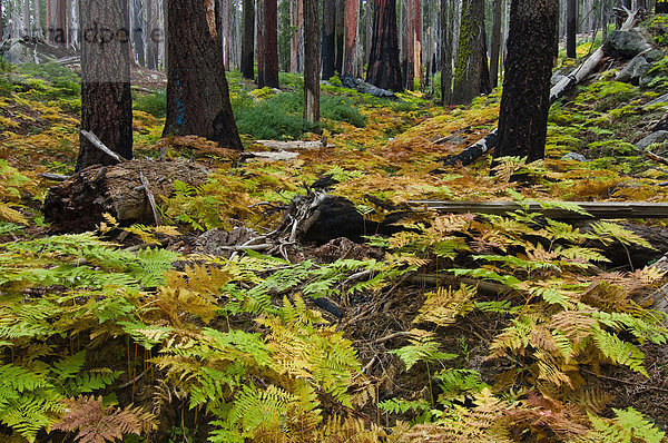 Dichter Farnbewuchs (Pteridophyta) am Waldboden  Sequoia Nationalpark  Kalifornien  USA  Nordamerika