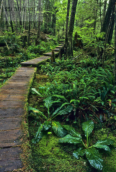Holzssteg im Regenwald der gemässigten Zone  Olympic Nationalpark  Washington  USA