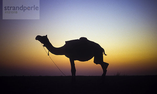 Silhouette eines Kamels bei Sonnenuntergang  Wüste Thar  Rajasthan  Indien