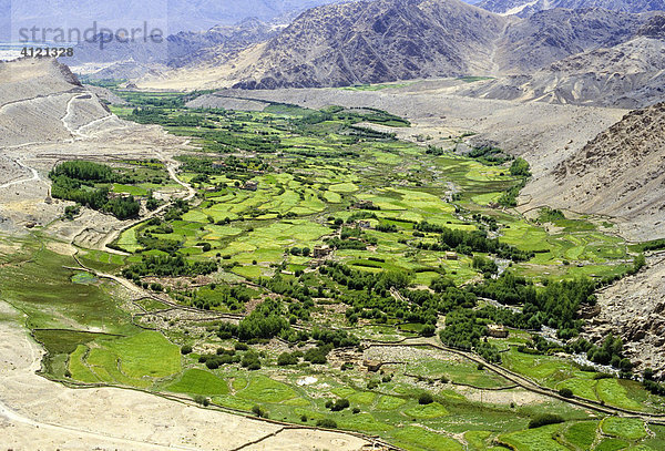 Luftaufnahme über Landwirtschaftlich genutzte Flächen  Gerste Anbau  Hinterland der Hauptstadt Leh  Indus Tal  indischer Himalaya  Ladakh  Indien