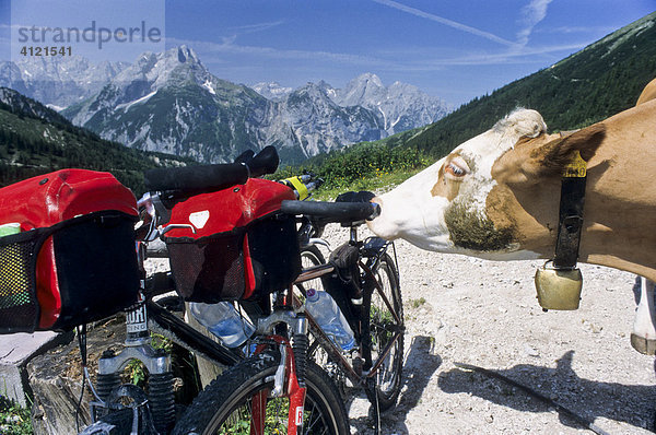 Kuh leckt den salzigen Sattel eines Mountainbikes  hinten Kulisse des Karwendelgebirges  Nordtiroler Kalkalpen  Tirol  Österreich  Europa