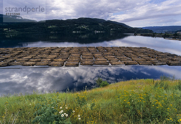 Holzstämme schwimmen in einem Fjord  Oppland  Norwegen  Skandinavien  Europa