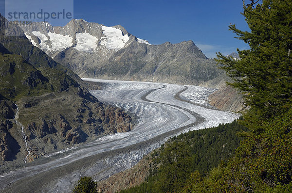 Großer Aletschgletscher  Bestandteil des UNESCO-Weltnaturerbes Gebiet Jungfrau-Aletsch-Bietschhorn  Wallis  Schweiz  Europa