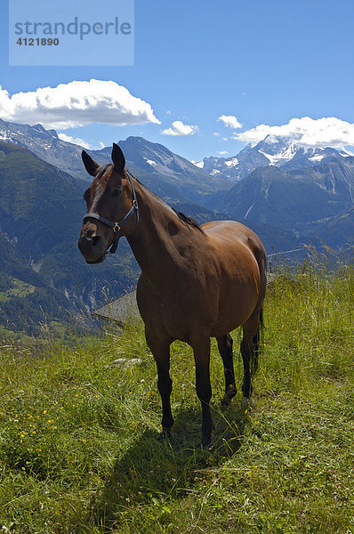 Pferd  Riederalp  Wallis  Schweiz  Europa