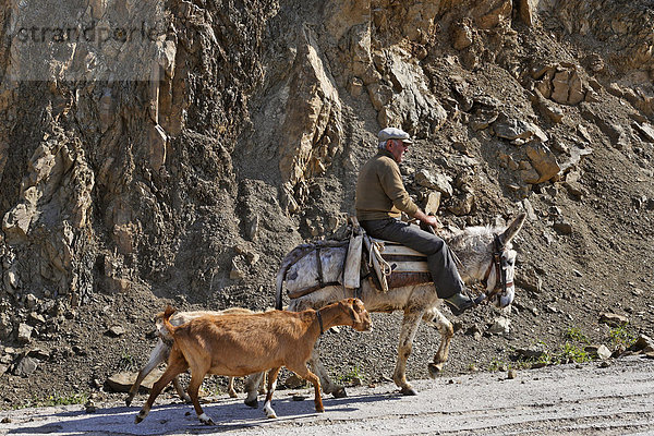 Ziegenhirte auf einem Esel bei Melampes  Kreta  Griechenland