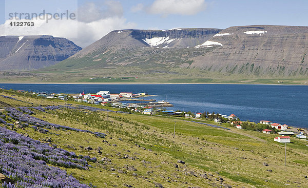 Ort Thingeyri (Þingeyri)  Dýrafjörður  Westfjorde  Island