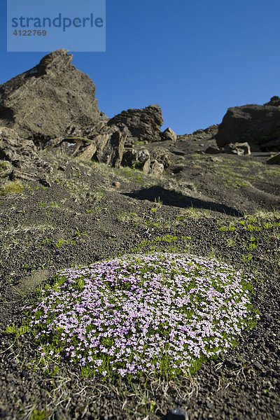 Stängelloses Leimkraut (Silene acaulis) und bizarre Felsformationen aus rhyolitischem Tuff  Selvellir  Snaefellsness Halbinsel  Island